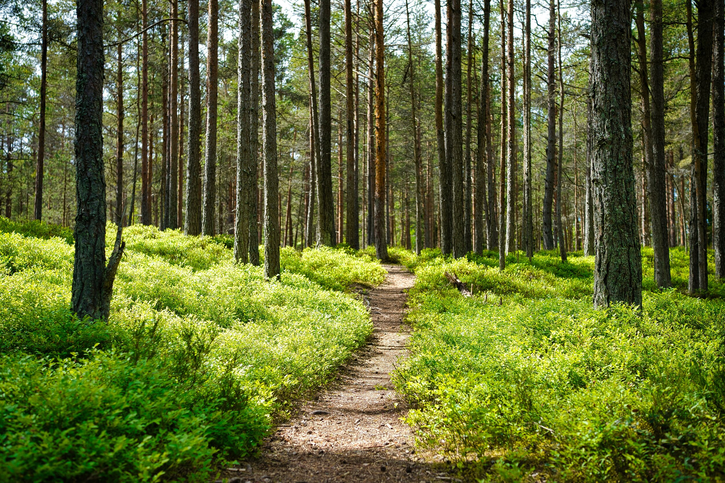 Forest Therapy